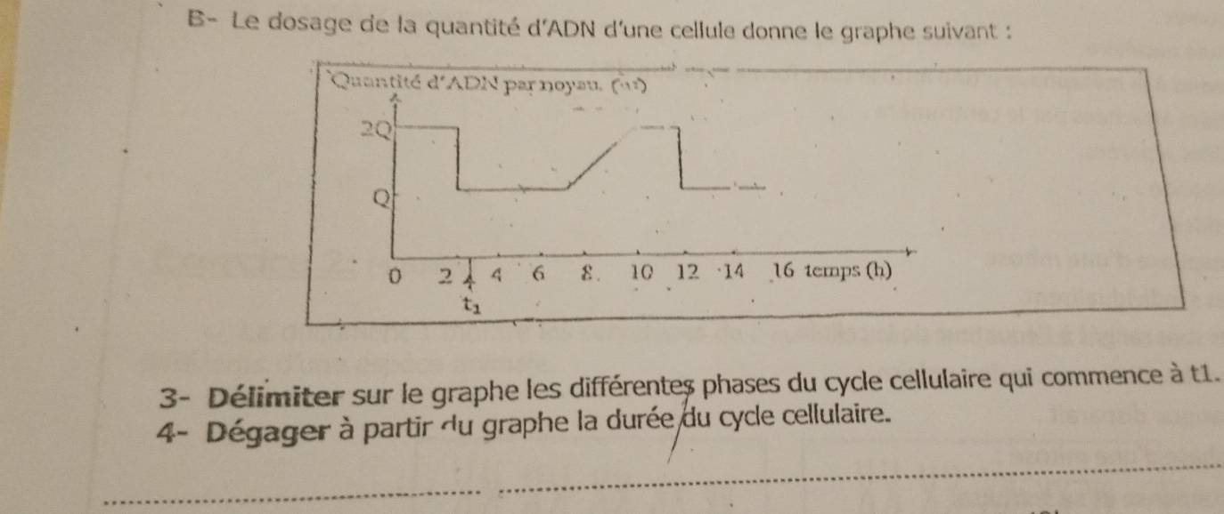 B- Le dosage de la quantité d'ADN d'une cellule donne le graphe suivant : 
Quantité d'ADN par noyau. (''')
20
Q
0 2 A 6 ε . 10 12 · 14 16 temps (h)
t_1
3- Délimiter sur le graphe les différentes phases du cycle cellulaire qui commence à t1. 
4- Dégager à partir du graphe la durée du cycle cellulaire.