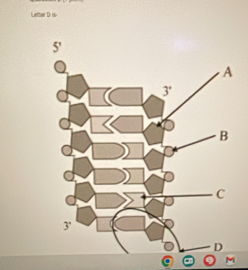 Letter D is-
M