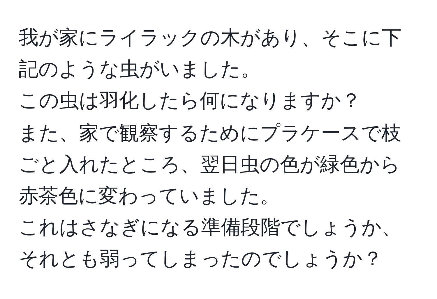 我が家にライラックの木があり、そこに下記のような虫がいました。  
この虫は羽化したら何になりますか？  
また、家で観察するためにプラケースで枝ごと入れたところ、翌日虫の色が緑色から赤茶色に変わっていました。  
これはさなぎになる準備段階でしょうか、それとも弱ってしまったのでしょうか？