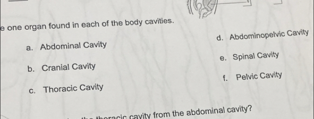 one organ found in each of the body cavities.
a. Abdominal Cavity d. Abdominopelvic Cavity
b. Cranial Cavity e. Spinal Cavity
c. Thoracic Cavity f. Pelvic Cavity
racic cavity from the abdominal cavity?