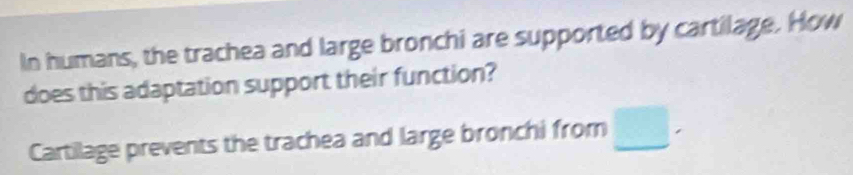 In humans, the trachea and large bronchi are supported by cartilage. How 
does this adaptation support their function? 
Cartilage prevents the trachea and large bronchi from □.