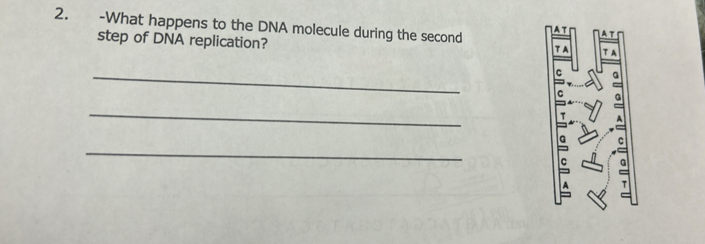 Solved: What happens to the DNA molecule during the second AT At step ...