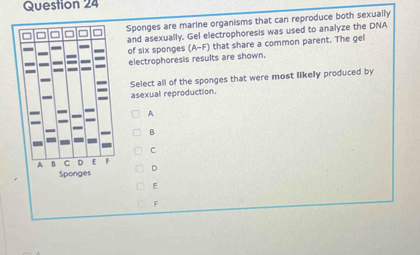 Solved: Sponges are marine organisms that can reproduce both sexually ...