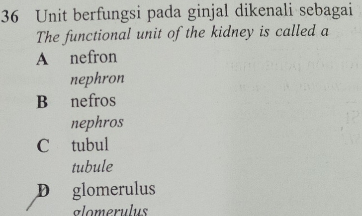 Unit berfungsi pada ginjal dikenali sebagai
The functional unit of the kidney is called a
A nefron
nephron
B nefros
nephros
C tubul
tubule
D glomerulus
glomerulus