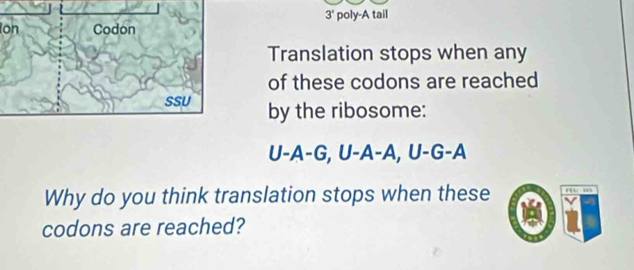 3' poly-A tail 
Ion 
Translation stops when any 
of these codons are reached 
by the ribosome:
U-A-G, U-A-A, U-G-A
Why do you think translation stops when these F H3 
codons are reached?