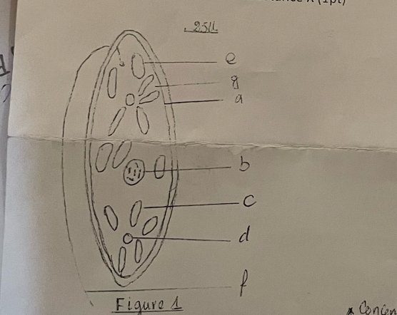 25u
e
8
a
C
b
C
d
Figure A Conion