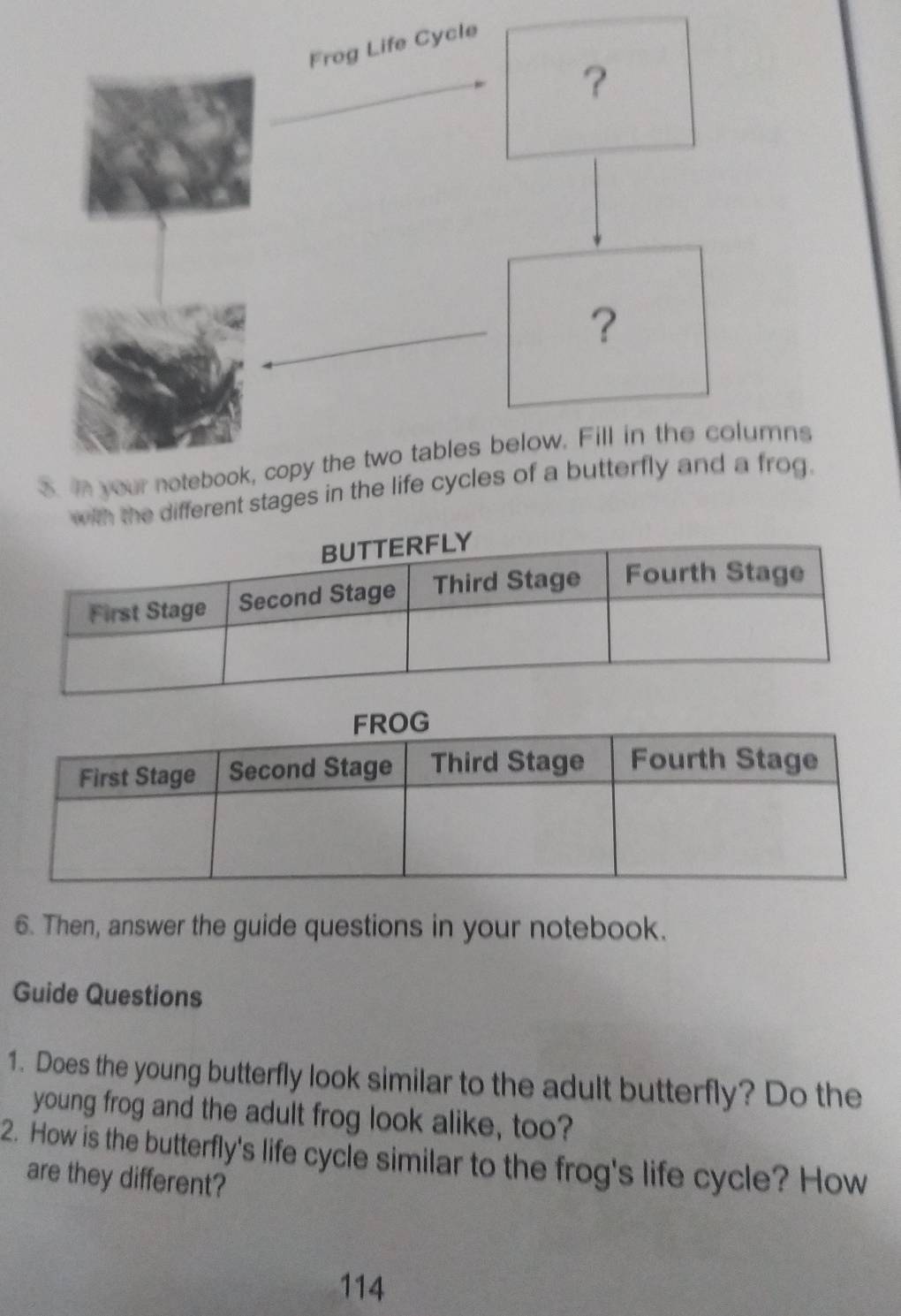 In your notebook, copy the two tables below. Fill in the columns 
e different stages in the life cycles of a butterfly and a frog. 
6. Then, answer the guide questions in your notebook. 
Guide Questions 
1. Does the young butterfly look similar to the adult butterfly? Do the 
young frog and the adult frog look alike, too? 
2. How is the butterfly's life cycle similar to the frog's life cycle? How 
are they different? 
114