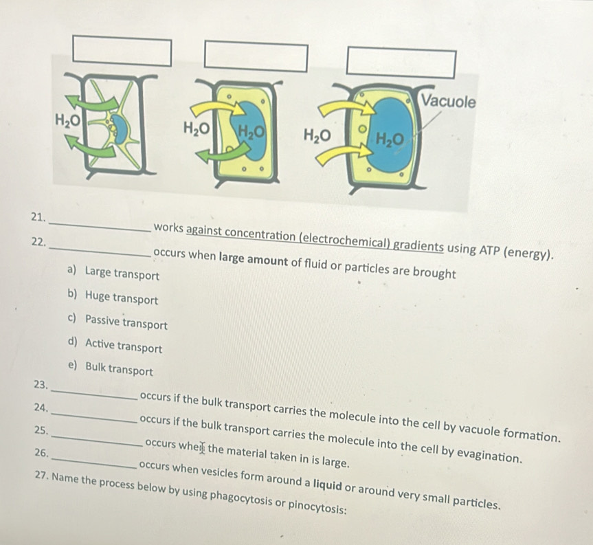 works against concentration (electrochemical) gradients using ATP (energy).
22._ occurs when large amount of fluid or particles are brought
a) Large transport
b) Huge transport
c) Passive transport
d) Active transport
e) Bulk transport
23. _occurs if the bulk transport carries the molecule into the cell by vacuole formation.
25.
24. ___occurs if the bulk transport carries the molecule into the cell by evagination.
26.
occurs whe the material taken in is large.
occurs when vesicles form around a liquid or around very small particles.
27. Name the process below by using phagocytosis or pinocytosis: