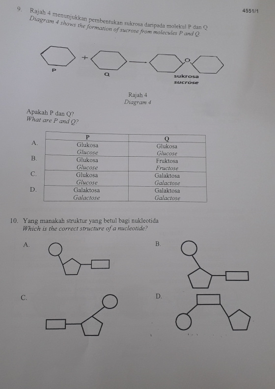 4551/1
9. Rajah 4 menunjukkan pembentukan sukrosa daripada molekul P dan Q
Diagram 4 shows the formation of sucrose from molecules P and Q
+
P
Q sukrosa
sucrose
Rajah 4
Diagram 4
Apakah P dan Q?
What are P and Q?
10. Yang manakah struktur yang betul bagi nukleotida
Which is the correct structure of a nucleotide?
A.
B.
C.
D.