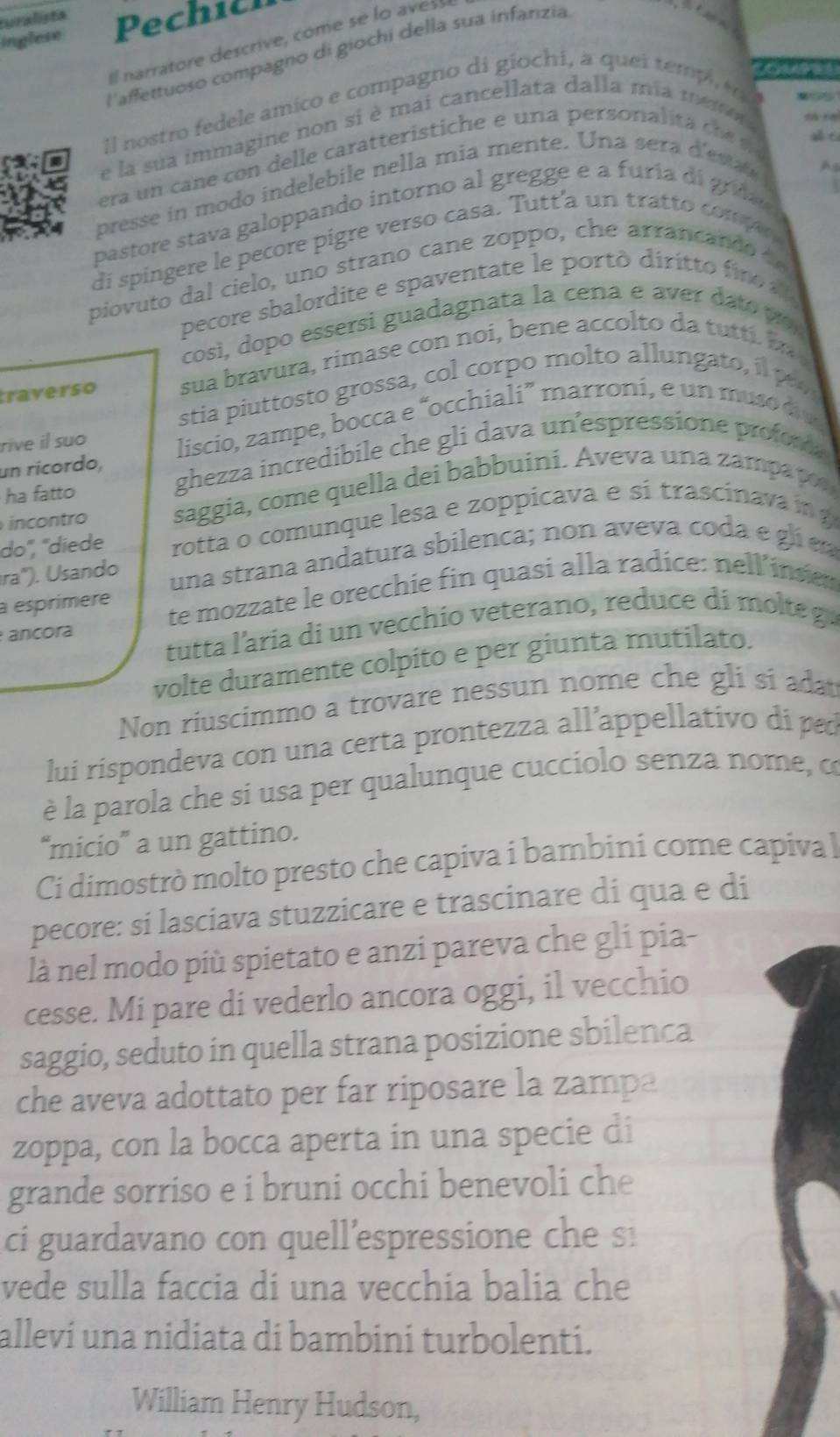 turalista
inglese Pechilh
ll narratore descrive, come se lo  a es 
l'affettuoso compagno di giochi della sua infanzia
ll nostro fedele amico e compagno di giochi, a quei tempi,e
  
e la sua immagine non si è mai cancellata dalla mia mem
era un ca  e c  delle caratteristi he e u a persona it  c     
presse in modo indelebile nella mia mente. Una sera d'esas
A 
pastore stava galoppando intorno al gregge e a furía di gra 
di spingere le pecore pigre verso casa. Tutt’a un tratto comp 
piovuto dal cielo, uno strano cane zoppo,   e arran ca  d  
pecore sbalordite e spaventate le porto diritto   
cosi, dopo essersi guadagnata la cena e a e         
traverso sua bravura, rimase con noi, bene accolto da tutti i  
stia piuttosto grossa, col corpo molto allungato, i
rive il suo liscio, zampe, bocca e “occhiali” marroni, e un muso  dio 
un rícordo, ghezza incredibile che gli dava un'espressione profon 
ha fatto
incontro saggia, come quella dei babbuini. Aveva una zampa por
do', "diede rotta o comunque lesa e zoppicava e si trascinava i 
ra"). Usando una strana andatura sbilenca; non aveva coda e gl 
à esprimere te mozzate le orecchie fin quasi alla radice: nell’insier
tutta l'aria di un vecchio veterano, reduce di molte g
ancora
volte duramente colpito e per giunta mutilato.
Non riuscimmo a trovare nessun nome che gli si adat
lui rispondeva con una certa prontezza all’appellativo di ped
è la parola che si usa per qualunque cucciolo senza nome, co
“micio” a un gattino.
Ci dimostrò molto presto che capiva i bambini come capiva l
pecore: si lasciava stuzzicare e trascinare di qua e di
là nel modo più spietato e anzi pareva che gli pia-
cesse. Mi pare di vederlo ancora oggi, il vecchio
saggio, seduto in quella strana posizione sbilenca
che aveva adottato per far riposare la zampa
zoppa, con la bocca aperta in una specie di
grande sorriso e i bruni occhi benevoli che
ci guardavano con quell'espressione che si
vede sulla faccia di una vecchia balia che
alleví una nidiata di bambini turbolenti.
William Henry Hudson,