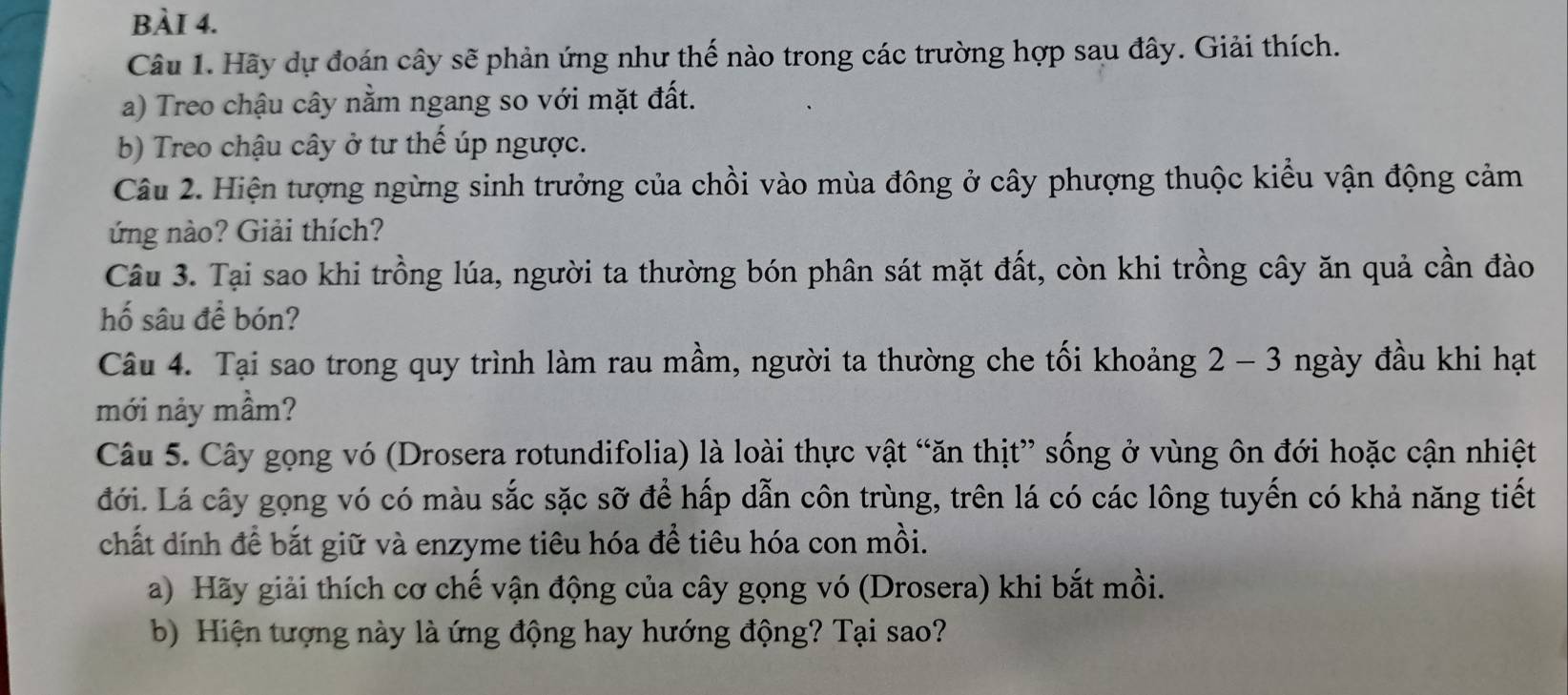 Hãy dự đoán cây sẽ phản ứng như thế nào trong các trường hợp sau đây. Giải thích. 
a) Treo chậu cây nằm ngang so với mặt đất. 
b) Treo chậu cây ở tư thế úp ngược. 
Câu 2. Hiện tượng ngừng sinh trưởng của chồi vào mùa đông ở cây phượng thuộc kiểu vận động cảm 
ứng nào? Giải thích? 
Câu 3. Tại sao khi trồng lúa, người ta thường bón phân sát mặt đất, còn khi trồng cây ăn quả cần đào 
hố sâu để bón? 
Câu 4. Tại sao trong quy trình làm rau mầm, người ta thường che tối khoảng 2 - 3 ngày đầu khi hạt 
mới nảy mầm? 
Câu 5. Cây gọng vó (Drosera rotundifolia) là loài thực vật “ăn thịt” sống ở vùng ôn đới hoặc cận nhiệt 
đới. Lá cây gọng vó có màu sắc sặc sỡ để hấp dẫn côn trùng, trên lá có các lông tuyến có khả năng tiết 
chất dính để bắt giữ và enzyme tiêu hóa đề tiêu hóa con mồi. 
a) Hãy giải thích cơ chế vận động của cây gọng vó (Drosera) khi bắt mồi. 
b) Hiện tượng này là ứng động hay hướng động? Tại sao?