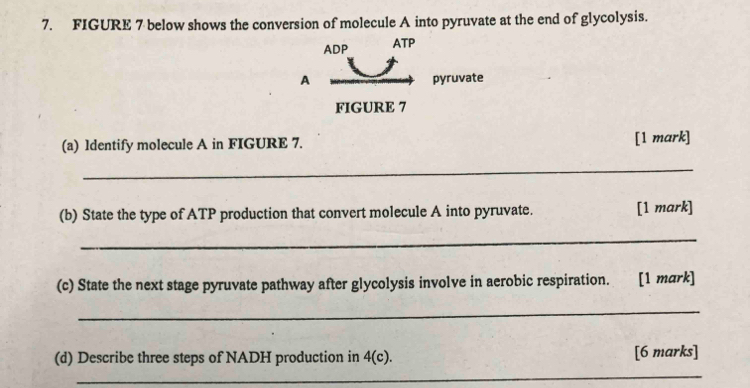 FIGURE 7 below shows the conversion of molecule A into pyruvate at the end of glycolysis. 
ADP ATP 
A pyruvate 
FIGURE 7 
(a) ldentify molecule A in FIGURE 7. [1 mark] 
_ 
(b) State the type of ATP production that convert molecule A into pyruvate. [1 mark] 
_ 
(c) State the next stage pyruvate pathway after glycolysis involve in aerobic respiration. [1 mark] 
_ 
(d) Describe three steps of NADH production in 4(c ). [6 marks] 
_