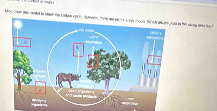 te corfect answers. 
Meg drew this model to show the carbon in the wrong direction?