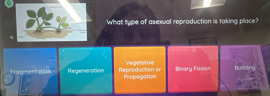 What type of asexual reproduction is taking place?
Vegetative
Fragmentatión Regeneration Reproduction or Binary Fission Budding
Propagation