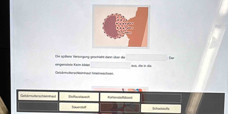 Die spätere Versorgung geschieht dann über die ; Der 
eingenistete Keim bildet aus, die in die 
Gebärmutterschleimhaut hineinwachsen. 
Gebärmutterschleimhaut Stoffaustausch Kohlenstoffdioxid 
Sauerstoff Schadstoffe