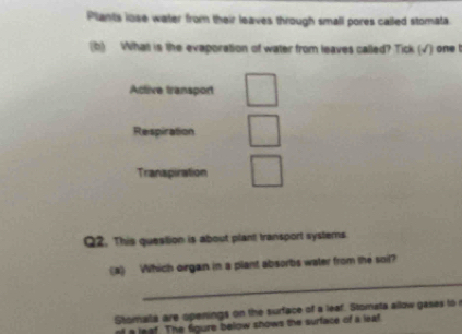 Plants lose water from their leaves through small pores called stomata
(b) What is the evaporation of water from leaves called? Tick (√) one t
Active transport
Respiration
Transpiration
Q2. This question is about plant transport systerns
(a) Which organ in a plant absorbs water from the soil?
_
Stomala are openings on the surface of a leaf. Stomata allow gases to 
of a leaf. The figure below shows the surface of a leal