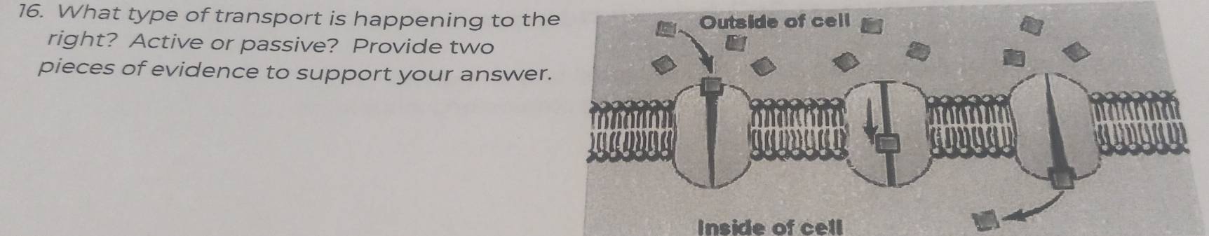 What type of transport is happening to the 
right? Active or passive? Provide two 
pieces of evidence to support your answer 
Inside of cell