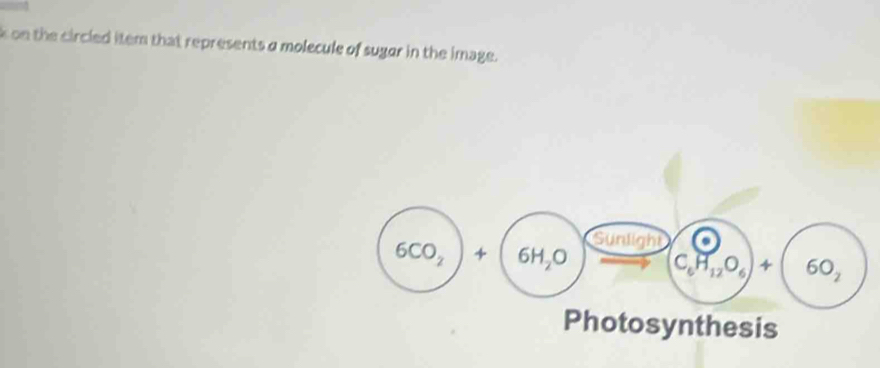 on the circled item that represents a molecule of sugar in the image.