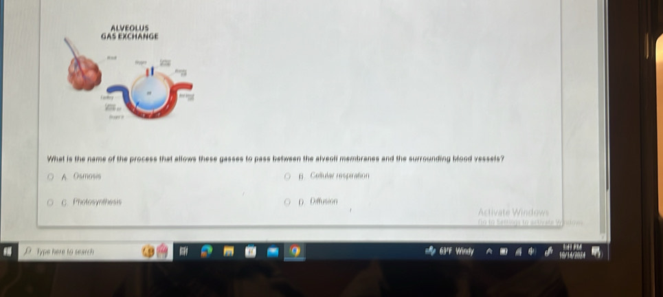 What is the name of the process that allows these gasses to pass between the alveoli membranes and the surrounding blood vessels?
A. Osmosis B. Cellular respiration
C. Pholosynthesis D. Diffusion
stivat W i ow
fo to Satngs to autivata V
Type here to search
B 63ºF Windy