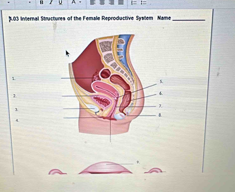 A 
. 03 Internal Structures of the Female Reproductive System Name_ 
1. 
2. 
3. 
4. 
9.