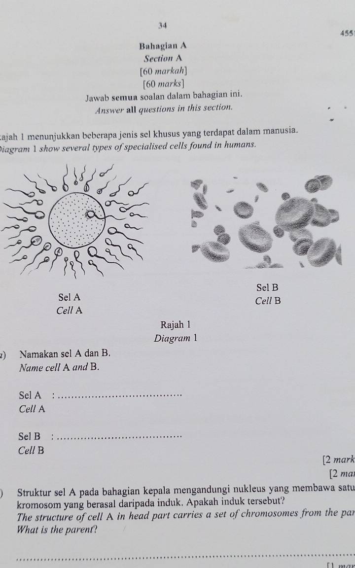 34 
455 
Bahagian A 
Section A 
[60 markah] 
[60 marks] 
Jawab semua soalan dalam bahagian ini. 
Answer all questions in this section. 
ajah 1 menunjukkan beberapa jenis sel khusus yang terdapat dalam manusia. 
Diagram 1 show several types of specialised cells found in humans. 
Sel B 
Sel A Cell B 
Cell A 
Rajah 1 
Diagram 1 
) Namakan sel A dan B. 
Name cell A and B. 
Sel A : 
_ 
Cell A 
Sel B :_ 
Cell B 
[2 mark 
[2 mar 
Struktur sel A pada bahagian kepala mengandungi nukleus yang membawa satu 
kromosom yang berasal daripada induk. Apakah induk tersebut? 
The structure of cell A in head part carries a set of chromosomes from the par 
What is the parent? 
_