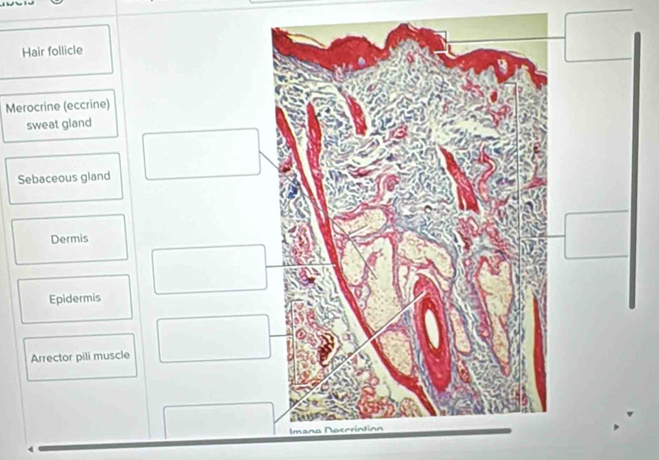 Merocrine (eccrine) 
S