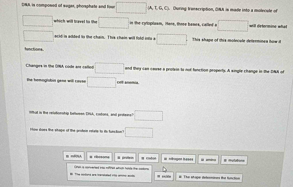 DNA is composed of sugar, phosphate and four □ (A,T,G,C). During transcription, DNA is made into a molecule of
□ which will travel to the □ in the cytoplasm, Here, three bases, called a □ will determine what 
□ acid is added to the chain. This chain will fold into a □ This shape of this molecule determines how it 
functions. 
Changes in the DNA code are called □ and they can cause a protein to not function properly. A single change in the DNA of 
the hemoglobin gene will cause □ cell anemia. 
What is the relationship between DNA, codons, and proteins? □ 
How does the shape of the protein relate to its function? □ 
: mRNA : ribosome = protein : codon = nitrogen bases : amino = mutations 
DNA is converted into mRNA which holds the codons. 
# The codons are translated into amino acids : sickle # The shape determines the function