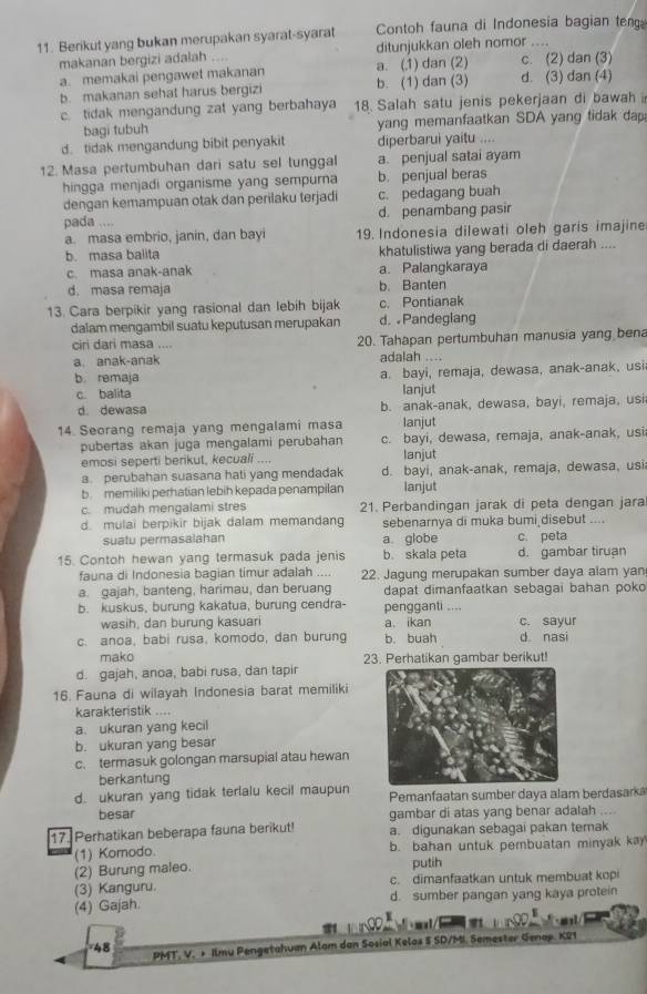 Berikut yang bukan merupakan syarat-syarat Contoh fauna di Indonesia bagian teng
makanan bergizi adalah .... ditunjukkan oleh nomor .... c. (2) dan (3)
a. memakai pengawet makanan a. (1) dan (2)
b. makanan sehat harus bergizi b. (1) dan (3) d. (3) dan (4)
c. tidak mengandung zat yang berbahaya 18. Salah satu jenis pekerjaan di bawah 
bagi tubuh yang memanfaatkan SDA yang tidak dap
d. tidak mengandung bibit penyakit diperbarui yaitu ....
12. Masa pertumbuhan dari satu sel tunggal a. penjual satai ayam
hingga menjadi organisme yang sempurna b. penjual beras
dengan kemampuan otak dan perilaku terjadi c. pedagang buah
pada .... d. penambang pasir
a. masa embrio, janin, dan bayi 19. Indonesia dilewati oleh garis imajine
b masa balita khatulistiwa yang berada di daerah ....
c. masa anak-anak a. Palangkaraya
d. masa remaja b. Banten
13. Cara berpikir yang rasional dan lebih bijak c. Pontianak
dalam mengambil suatu keputusan merupakan d. Pandeglang
ciri dari masa .... 20. Tahapan pertumbuhan manusia yang bena
a. anak-anak adalah ....
b. remaja a. bayi, remaja, dewasa, anak-anak, usi
c. balita lanjut
d. dewasa b. anak-anak, dewasa, bayi, remaja, usi
14. Seorang remaja yang mengalami masa lanjut
pubertas akan juga mengalami perubahan c. bayi, dewasa, remaja, anak-anak, usi
emosi seperti berikut, kecuali .... lanjut
a. perubahan suasana hati yang mendadak d. bayi, anak-anak, remaja, dewasa, usi
b memiliki perhatian lebih kepada penampilan lanjut
c. mudah mengalami stres 21. Perbandingan jarak di peta dengan jara
d mulai berpikir bijak dalam memandang sebenarnya di muka bumi disebut ....
suatu permasalahan a globe c. peta
15 Contoh hewan yang termasuk pada jenis b skala peta d. gambar tiruan
fauna di Indonesia bagian timur adalah .... 22. Jagung merupakan sumber daya alam yan
a. gajah, banteng, harimau, dan beruang dapat dimanfaatkan sebagai bahan poko
b. kuskus, burung kakatua, burung cendra- pengganti ....
wasih, dan burung kasuari a. ikan c. sayur
c. anoa, babi rusa, komodo, dan burung b. buah d nasi
mako 23. Perhatikan gambar berikut!
d. gajah, anoa, babi rusa, dan tapir
16. Fauna di wilayah Indonesia barat memiliki
karakteristik ....
a. ukuran yang kecil
b. ukuran yang besar
c. termasuk golongan marsupial atau hewan
berkantung
d. ukuran yang tidak terlalu kecil maupun Pemanfaatan sumber daya alam berdasark
besar gambar di atas yang benar adalah ....
17. Perhatikan beberapa fauna berikut! a. digunakan sebagai pakan temak
(1) Komodo. b. bahan untuk pembuatan minyak kay
(2) Burung maleo. putih
(3) Kanguru. c. dimanfaatkan untuk membuat kopi
(4) Gajah. d. sumber pangan yang kaya protein
BD
48 PMT, V. + Ilmu Pengetahuan Alam dan Sosial Kelas S SD/MI. Semester Genap. K21