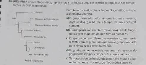 (UEL-PR) A árvore filogenética, representada na figura a seguir, é construída com base nas compa-
rações de DNA e proteínas.
Com base na análise dessa árvore filogenética, assinale
a alternativa correta.
a)O grupo formado pelos lêmures é o mais recente,
porque divergiu há mais tempo de um ancestral
comum.
b) Os chimpanzés apresentam maior proximidade filoge-
nética com os gorilas do que com os humanos.
c) Os gorilas compartilham um ancestral comum mais
recente com os gibões do que com o grupo formado
por chimpanzés e seres humanos.
d)Os gorilas são os ancestrais comuns mais recentes do
grupo formado por chimpanzés e seres humanos.
e) Os macacos do Velho Mundo e do Novo Mundo apre-
sentam grande proximidade filogenética entre si,