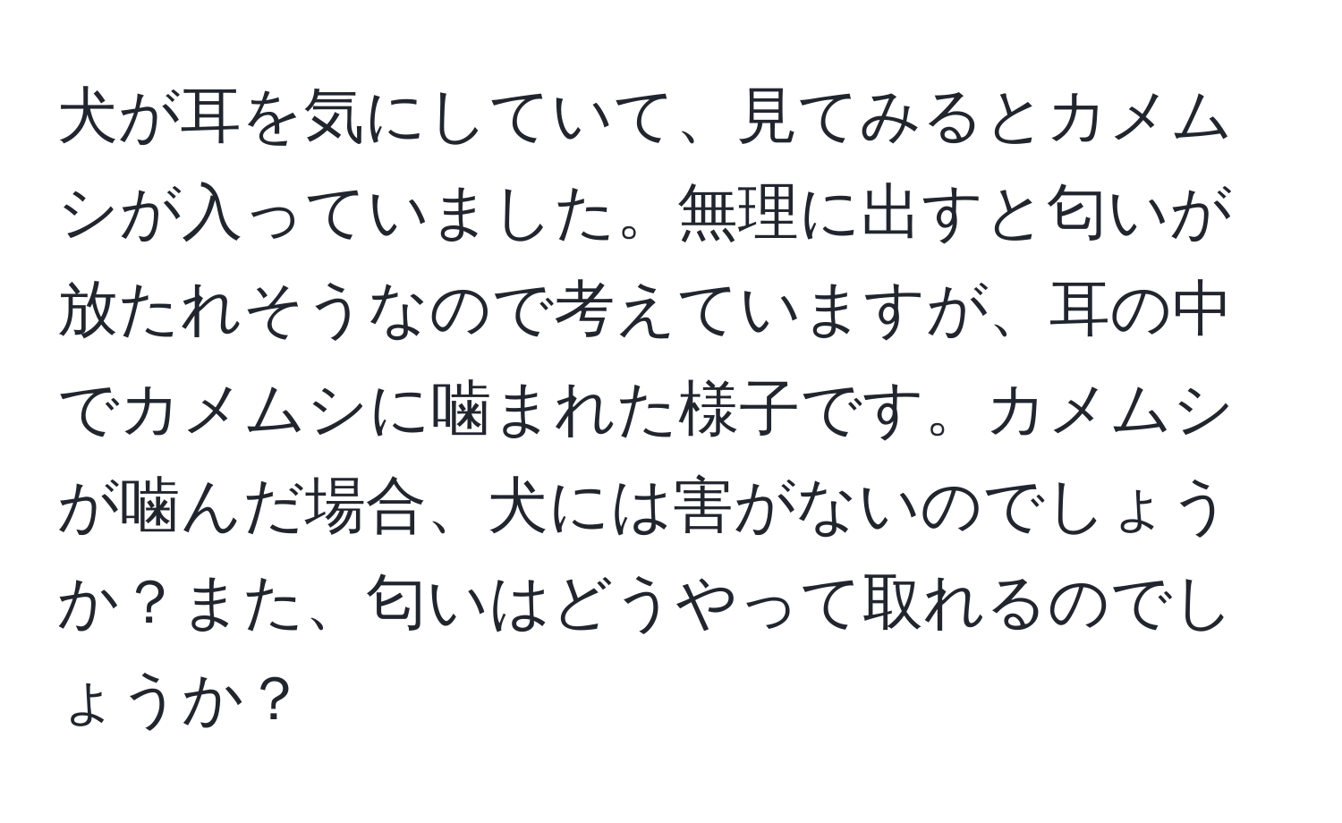 犬が耳を気にしていて、見てみるとカメムシが入っていました。無理に出すと匂いが放たれそうなので考えていますが、耳の中でカメムシに噛まれた様子です。カメムシが噛んだ場合、犬には害がないのでしょうか？また、匂いはどうやって取れるのでしょうか？