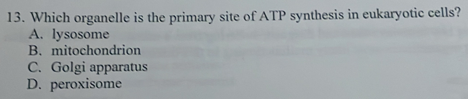 Which organelle is the primary site of ATP synthesis in eukaryotic cells?
A. lysosome
B. mitochondrion
C. Golgi apparatus
D. peroxisome