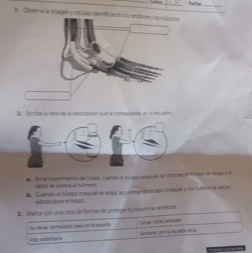 Cursa:_ Fecha:_
1 Olbserva la imagen y rotuúala identificando lo
2. Escfibe la letra de la descripción que le corresponde, en el recuadro.
au En el movimiento del brazo, cuando el bíceps braquial se contrae, el tríceps se relaja y el
radio se acerta al húmero.
. Cuando el bíceps braquial se relaja; se contrae el tríceps braquial y los huesos se alejan,
esttrán dose el brazo.
a vertebral.
Materal fotocopiable