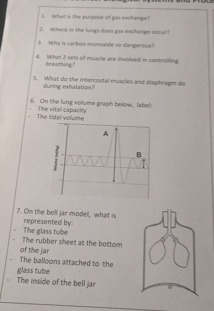 What is the purpose of gas exchange? 
2. Where in the lungs does gas exchange occur? 
3. Why is carbon monoxide so dangerous? 
4. What 2 sets of muscle are involved in controlling 
breathing? 
5. What do the intercostal muscles and diaphragm do 
during exhalation? 
6. On the lung volume graph below, label: 
The vital capacity 
The tidal volume 
7. On the bell jar model, what is 
represented by: 
The glass tube 
The rubber sheet at the bottom 
of the jar 
The balloons attached to the 
glass tube 
The inside of the bell jar