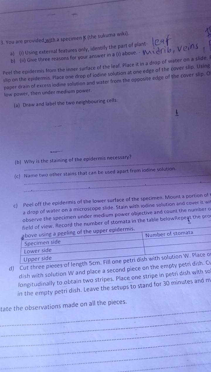 You are provided with a specimen K (the sukuma wiki). 
a) (i) Using external features only, identify the part of plant- 
b) (ii) Give three reasons for your answer in a (i) above. - 
Peel the epidermis from the inner surface of the leaf. Place it in a drop of water on a slide. I 
slip on the epidermis. Place one drop of iodine solution at one edge of the cover slip. Using 
paper drain of excess iodine solution and water from the opposite edge of the cover slip. O 
low power, then under medium power. 
(a) Draw and label the two neighbouring cells. 
(b) Why is the staining of the epidermis necessary? 
_ 
(c) Name two other stains that can be used apart from iodine solution. 
c) Peel off the epidermis of the lower surface of the specimen. Mount a portion of 
a drop of water on a microscope slide. Stain with iodine solution and cover it wi 
observe the specimen under medium power objective and count the number o 
of stomata in the table belowRepeat the pro 
d) Cut three pieces of lengtho 
dish with solution W and place a second piece on the empty petri u 
longitudinally to obtain two stripes. Place one stripe in petri dish with so 
in the empty petri dish. Leave the setups to stand for 30 minutes and m
_ 
tate the observations made on all the pieces. 
_ 
_ 
_ 
_ 
_