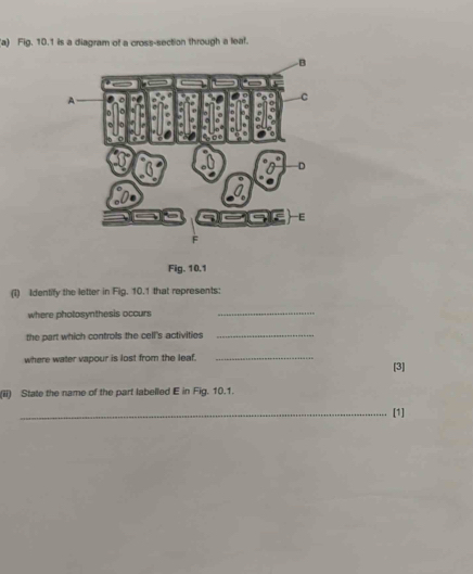 Fig. 10.1 is a diagram of a cross-section through a leaf. 
Fig. 10.1 
(I) Identify the letter in Fig. 10.1 that represents: 
where photosynthesis occurs_ 
the part which controls the cell's activities_ 
where water vapour is lost from the leaf. _[3] 
(iii) State the name of the part labelled E in Fig. 10.1. 
_[1]