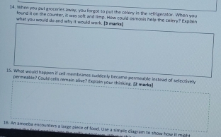 When you put groceries away, you forgot to put the celery in the refrigerator. When you 
found it on the counter, it was soft and limp. How could osmoxs help the calery? Explain 
what you would do and why it would work. [3 marks! 
15. What would happen if cell membranes suddenly became permeable instead of selectively 
permeable? Could cells remain alive? Explain your thinking. [2 marks] 
16. An amoebe encounters a large piece of food. Use a simple diagram to show how it might