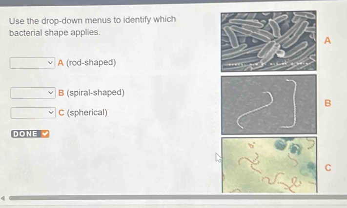 Use the drop-down menus to identify which
bacterial shape applies.
A
A (rod-shaped)
a
B (spiral-shaped)
B
C (spherical)
DONE
C