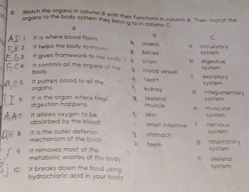 Match the organs in column B with their functions in column A. Then, match the
organs to the body system they belong to in column C
A
B
A 1. It is where blood flows C
à alveoli a. circulatory
2. It helps the body to move. bones
system
3. It gives framework to the body brain b digestive
4 It controls all the organs of the 4 blood vessel system
body c. excretory
heart
5 It pumps blood to all the syster
organs.
kidney d. integumentary
6. It is the organ where final skeletal system
digestion happens muscle e muscular
7 It allows oxygen to be a skin system
absorbed by the blood small intestine nervous
i 
8. It is the outer defense stomach systern
1
mechanism of the body k teeth g. respiratory
9. It removes most of the system
metabolic wastes of the body. h skeletal
10. It breaks down the food using syster
hydrochloric acid in your body.