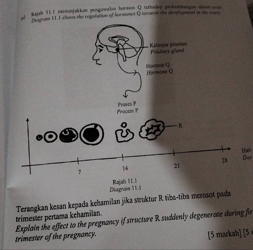 Rajah 11.1 menunjukkan pengawalan hormon Q terhadap perkembangan dalam ovari 
Diagram IL.I shows the regulation of hormones Q towards the development in the ovary. 
Hari 
Day 
Terangkan kesan kepada kehamilan jika struktur R tiba-tiba me 
trimester pertama kehamilan. 
Explain the effect to the pregnancy if structure R suddenly degenerate during fir 
trimester of the pregnancy. 
[5 markah] [5