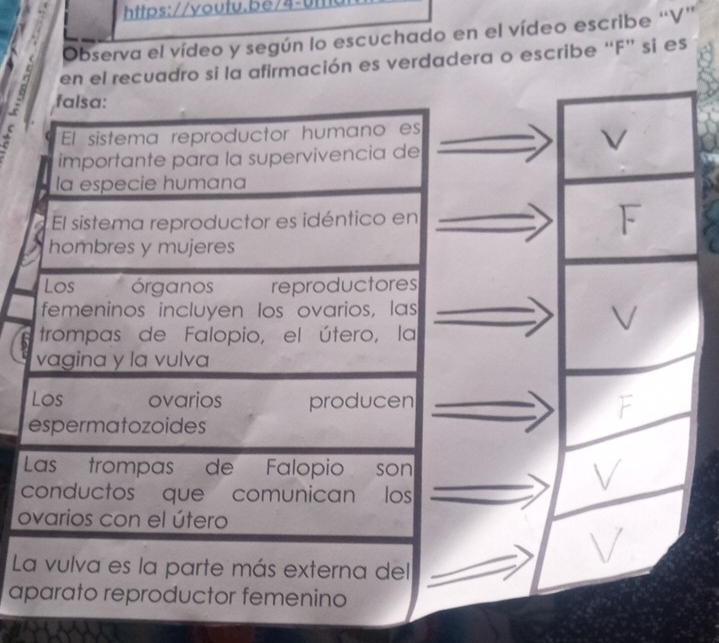 Observa el vídeo y según lo escuchado en el vídeo escribe “ V ” 
en el recuadro si la afirmación es verdadera o escribe “ F ” si es 
falsa: 
El sistema reproductor humano es 
importante para la supervivencia de 
la especie humana 
El sistema reproductor es idéntico en 
hombres y mujeres 
Los órganos reproductores 
femeninos incluyen los ovarios, las 
trompas de Falopio, el útero, la 
vagina y la vulva 
Los ovarios producen 
espermatozoides 
Las trompas de Falopio son 
conductos que comunican los 
ovarios con el útero 
La vulva es la parte más externa del 
aparato reproductor femenino