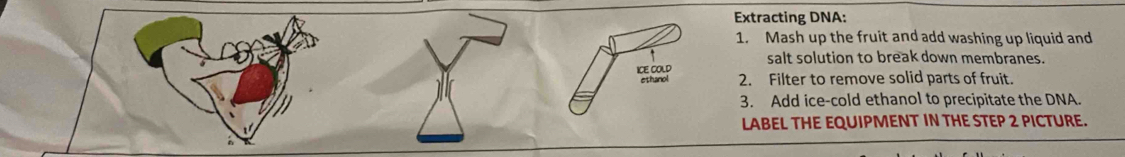 Extracting DNA: 
1. Mash up the fruit and add washing up liquid and 
salt solution to break down membranes. 
2. Filter to remove solid parts of fruit. 
3. Add ice-cold ethanol to precipitate the DNA. 
LABEL THE EQUIPMENT IN THE STEP 2 PICTURE.