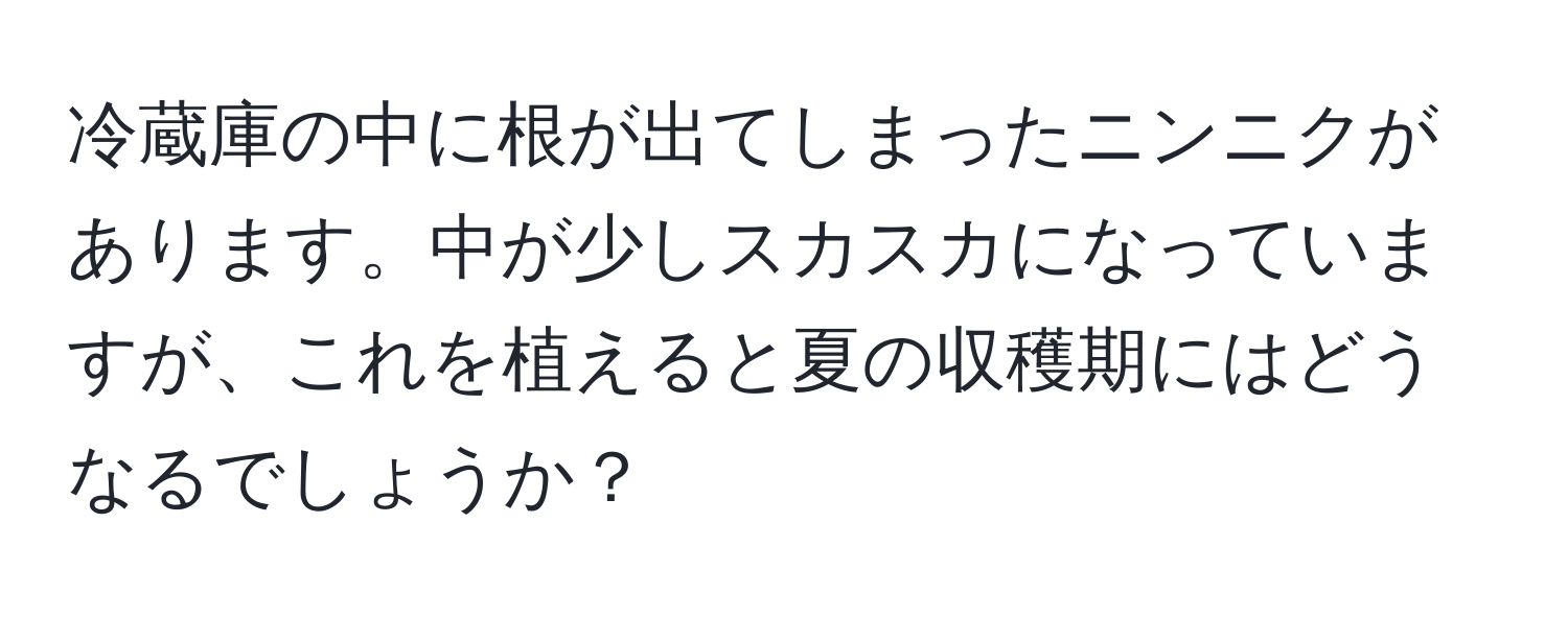 冷蔵庫の中に根が出てしまったニンニクがあります。中が少しスカスカになっていますが、これを植えると夏の収穫期にはどうなるでしょうか？