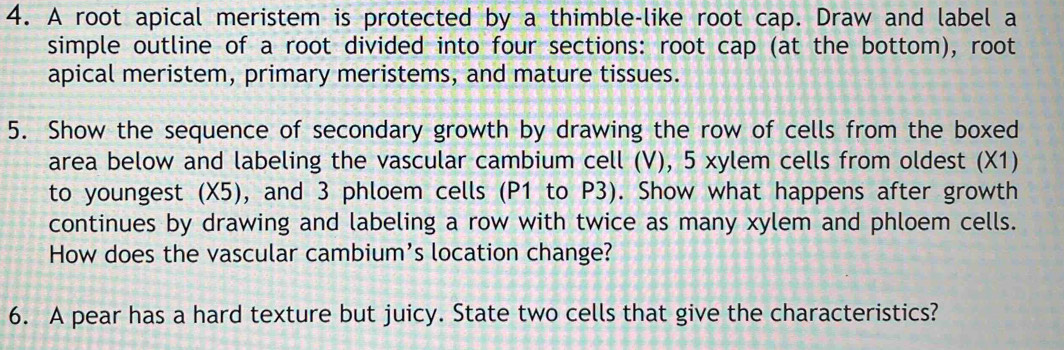 A root apical meristem is protected by a thimble-like root cap. Draw and label a 
simple outline of a root divided into four sections: root cap (at the bottom), root 
apical meristem, primary meristems, and mature tissues. 
5. Show the sequence of secondary growth by drawing the row of cells from the boxed 
area below and labeling the vascular cambium cell (V), 5 xylem cells from oldest (X1) 
to youngest (X5), and 3 phloem cells (P1 to P3). Show what happens after growth 
continues by drawing and labeling a row with twice as many xylem and phloem cells. 
How does the vascular cambium's location change? 
6. A pear has a hard texture but juicy. State two cells that give the characteristics?