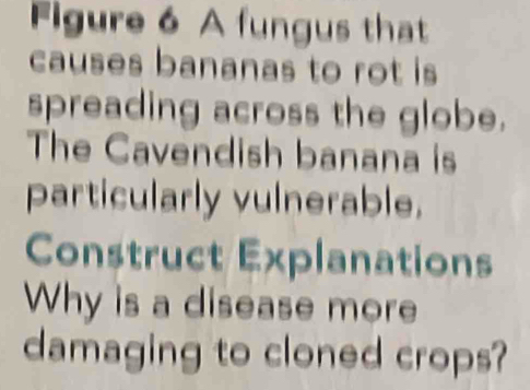 Figure 6 A fungus that 
causes bananas to rot is 
spreading across the globe. 
The Cavendish banana is 
particularly vulnerable. 
Construct Explanations 
Why is a disease more 
damaging to cloned crops?