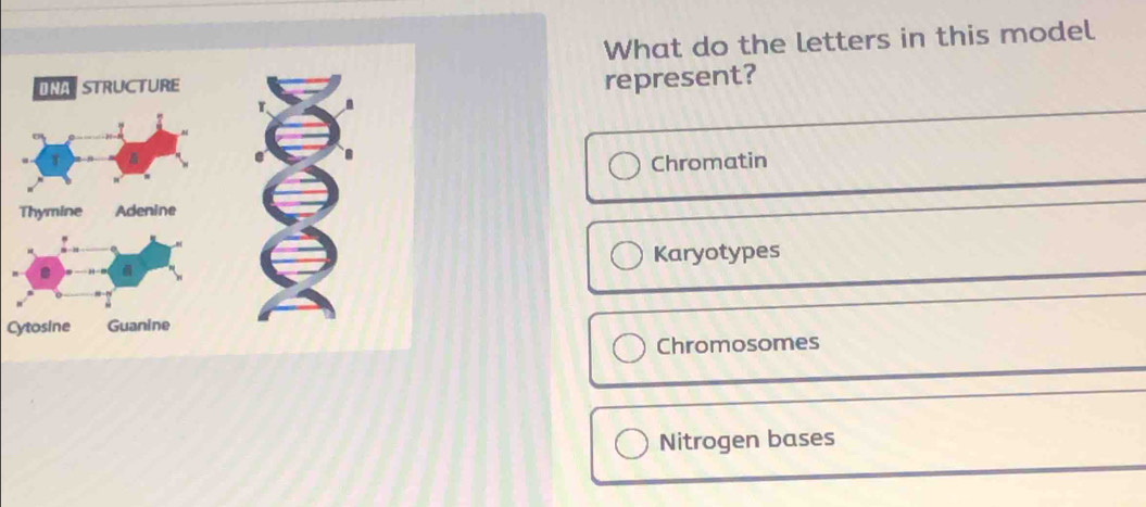 What do the letters in this model
represent?
Chromatin
Karyotypes
Cytosine
Chromosomes
Nitrogen bases