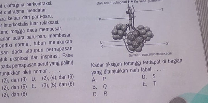 diafragma berkontraksi. Dari arteri pulmonari A Ke vena pulmonan
t diafragma mendatar.
ara keluar dari paru-paru.
t interkostalis luar relaksasi. 
ume rongga dada membesar.
anan udara paru-paru membesar.
ondisi normal, tubuh melakukan
san dada ataupun pernapasan 
tuk ekspirasi dan inspirasi. Fase
pada pernapasan perut yang paling Kadar oksigen tertinggi terdapat di bagian
tunjukkan oleh nomor . . . .
yang ditunjukkan oleh label . . . .
(2), dan (3) D. (2), (4), dan (6) A. P D. S
(2), dan (5) E. (3), (5), dan (6) B. Q E. T
(2), dan (6) C. R