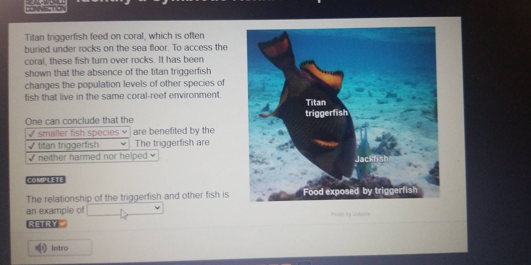 Solved: CONNECTION Titan triggerfish feed on coral, which is often ...