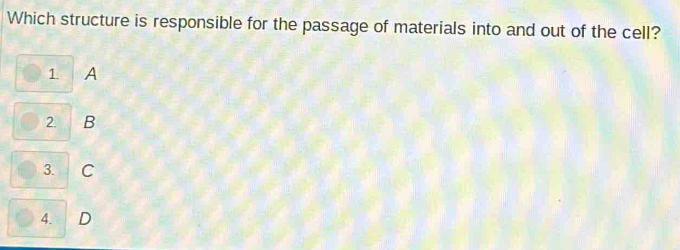 Which structure is responsible for the passage of materials into and out of the cell?
1 A
2. B
3. C
4. D