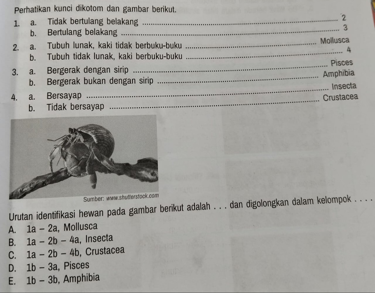 Perhatikan kunci dikotom dan gambar berikut.
1. a. Tidak bertulang belakang
_2
_3
b. Bertulang belakang
2. a. Tubuh lunak, kaki tidak berbuku-buku _Mollusca
_4
b. Tubuh tidak lunak, kaki berbuku-buku
3. a. Bergerak dengan sirip _Pisces
_Amphibia
_
b. Bergerak bukan dengan sirip
Insecta
4. a. Bersayap Crustacea
b. Tidak bersayap
_
Urutan identifikasi hewan pada gambar berikut adalah . . . dan digolongkan dalam kelompok . . . .
A. 1a-2a , Mollusca
B. 1a-2b-4a , Insecta
C. 1a-2b-4b , Crustacea
D. 1b-3a , Pisces
E. 1b-3b , Amphibia