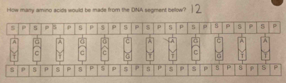 How many amino acids would be made from the DNA segment below? 
A G A G G C A -A G C A A 
C C C C